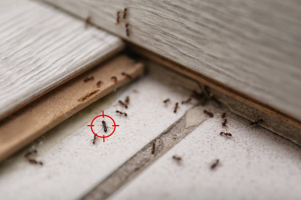 Best Ant Control Services  in Shelbyvle, IL