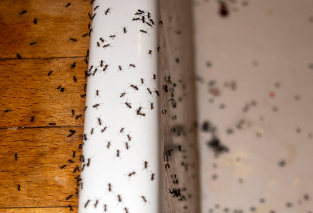 Best Insect Control  in Shelbyvle, IL