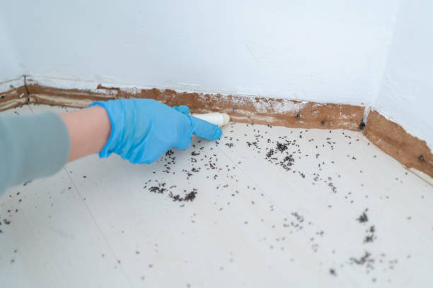 Best Ant Control Services  in Shelbyvle, IL