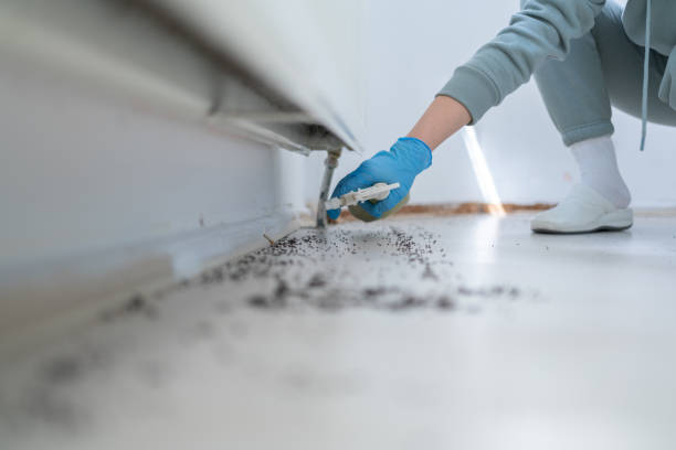 Flea Control Services in Shelbyville, IL